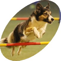 Jumping Dog